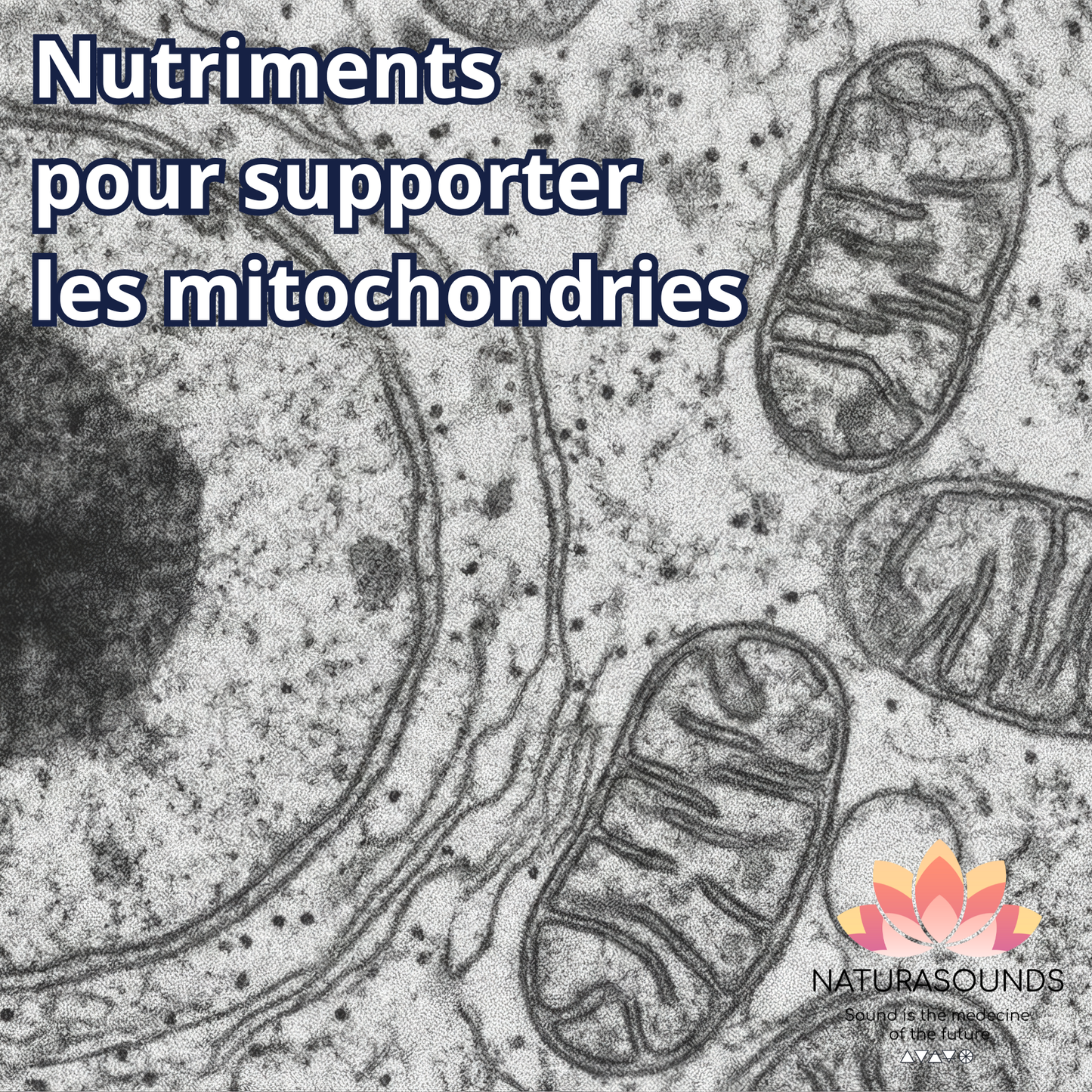🎧 Album "Nutriments pour supporter les mitochondries"