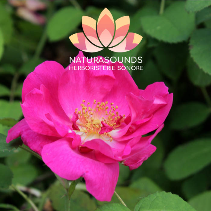 🎧 Chant Médicinale de la Rosa Gallica - 429,62 Hz - H2O