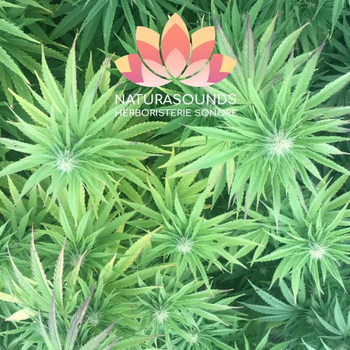 🎧 Medicinal Song Of Cannabis Sativa L. - 429.62 Hz - H2O / 30 minutes