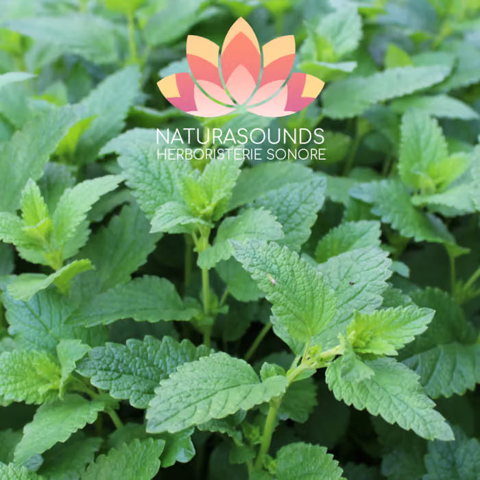 🎧 Chant Médicinale de la Melissa officinalis - Melisse - 429,62 Hz H20 / 30 minutes