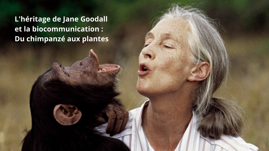 L'héritage de Jane Goodall et la biocommunication : Du chimpanzé aux plantes