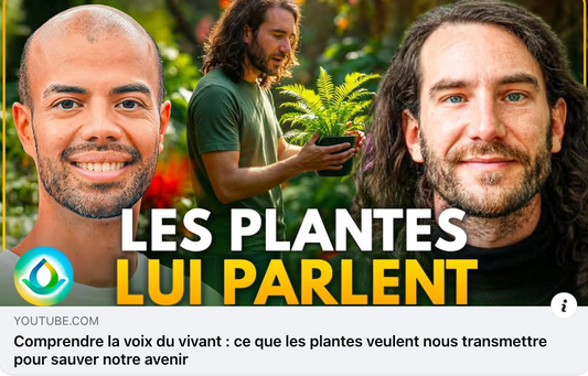 Découvrez comment les plantes réagissent à votre présence : Entrevue avec stéphane Clément de Gaïa Méditation