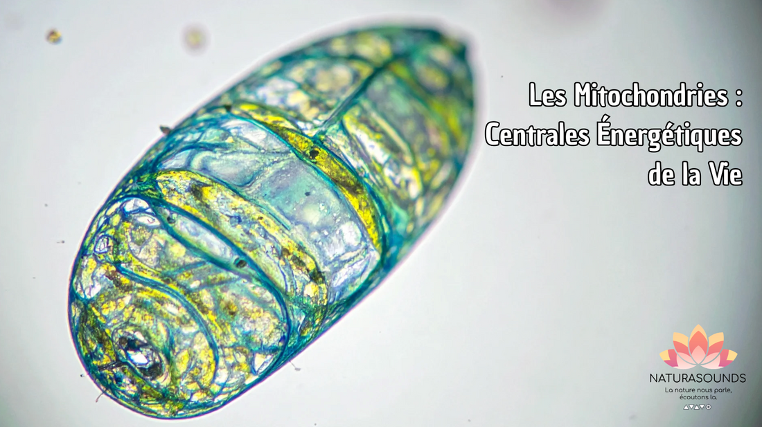 Les Mitochondries :  Centrales Énergétiques de la Vie