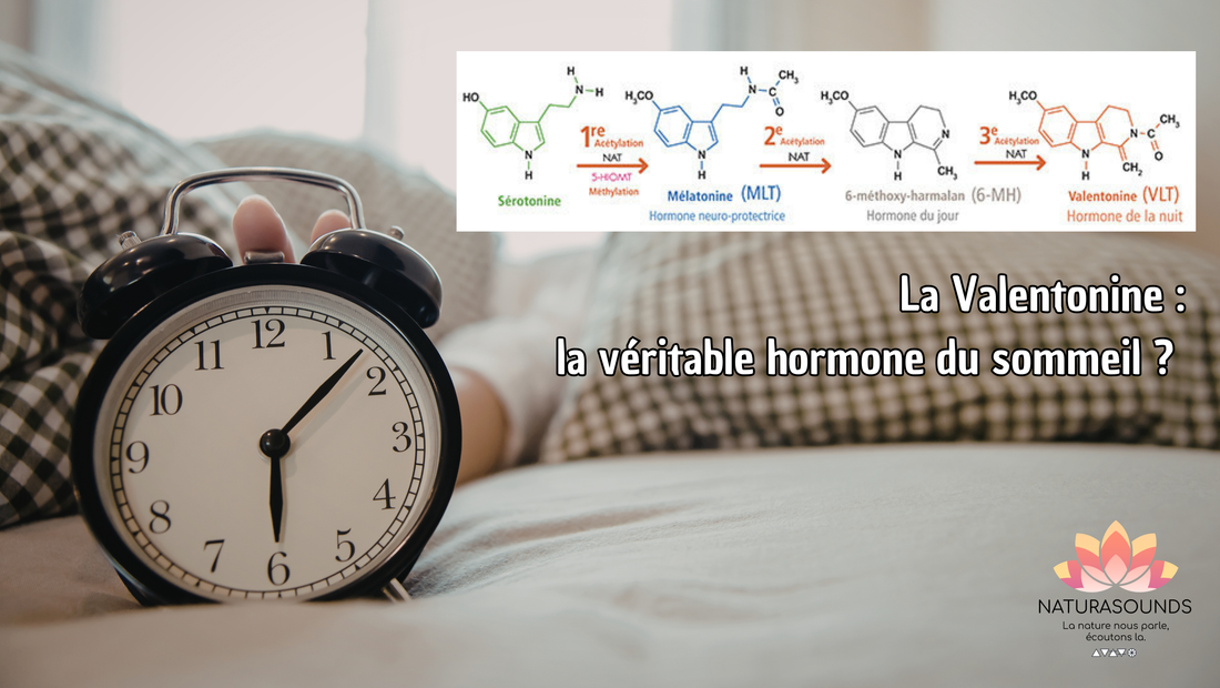 La Valentonine : la véritable hormone du sommeil ?