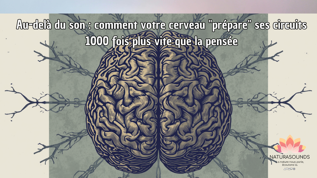 Au-delà du son : comment votre cerveau "prépare" ses circuits 1000 fois plus vite que la pensée
