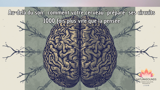 Au-delà du son : comment votre cerveau "prépare" ses circuits 1000 fois plus vite que la pensée