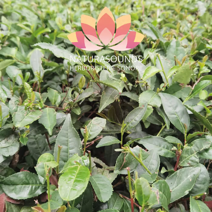 🎧 Medicinal Chant of Camellia Sinensis - Kangra Black Tea - 429.62 Hz H20 / 30 minutes