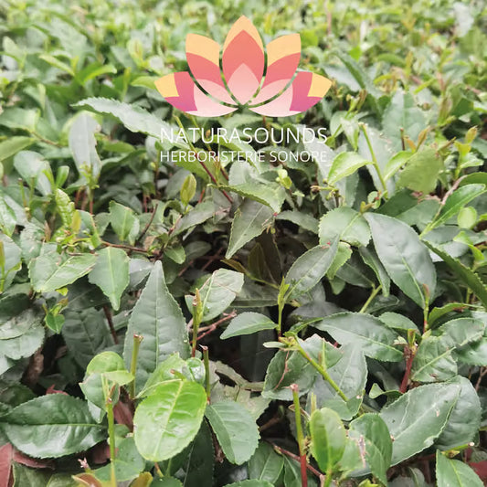 🎧 Canto Medicinal de Camellia Sinensis - Té Negro Kangra - 429,62 Hz H20