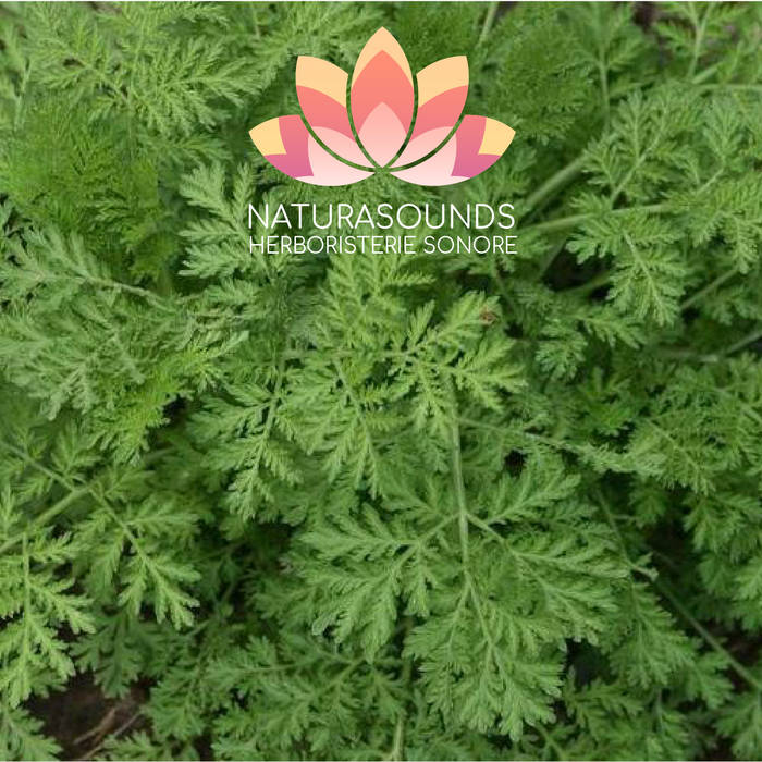 🎧 Medicinal Song of Artemisia Annua - 429.62 Hz - H2O