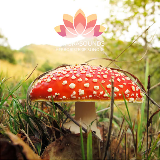 🎧 Canto Medicinal de Amanita Muscaria - 429,62 Hz - H2O
