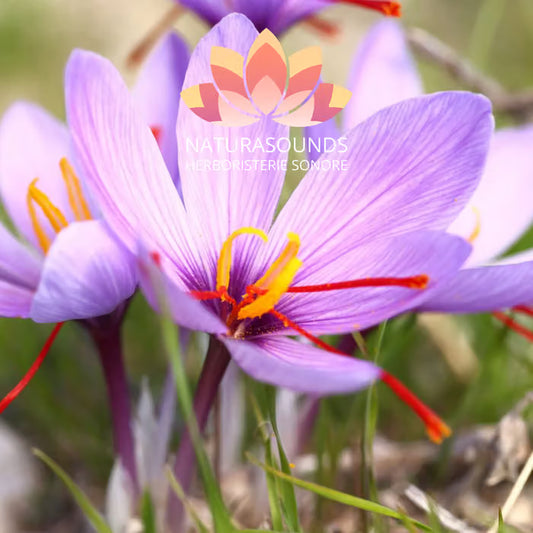 🎧 Canto Medicinal del Crocus Sativus - Azafrán - 417,60 Hz - [H3O2]-