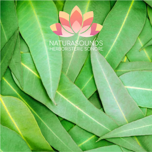 🎧 Canto Medicinal del Eucalipto Globulus - 429,62 Hz H20