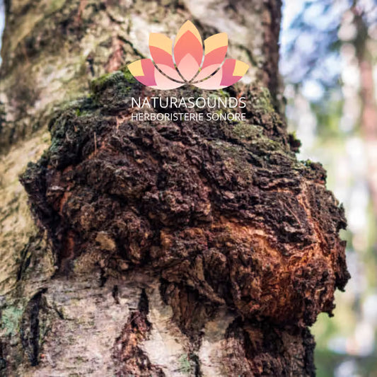 🎧 Chant Médicinale de l'Inonotus obliquus - Chaga - 417,60 Hz - [H3O2]- / 30 minutes