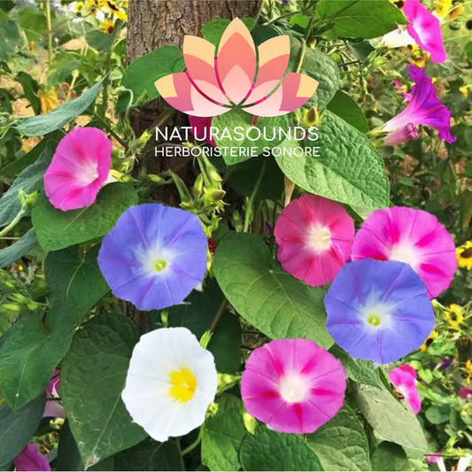 🎧 Chant Médicinale de l'Ipomoea Tricolor - Morning glory - 429,62 Hz H20 / 30 minutes