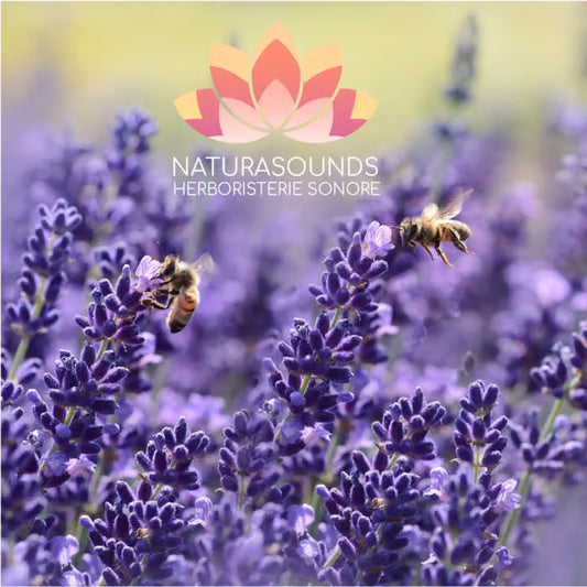 🎧 Chant Médicinale de la Lavandula angustifolia - Lavande - 429,62 Hz H20 / 30 minutes