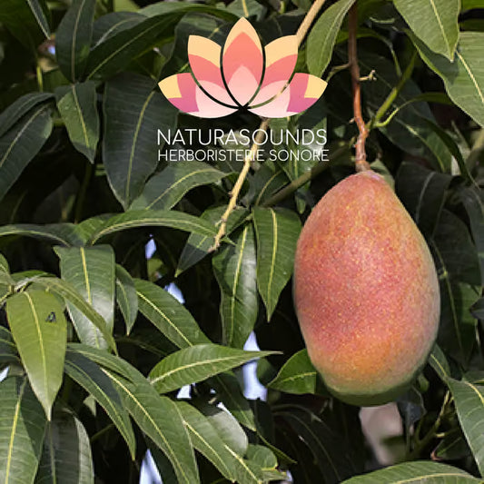 🎧 Chant Médicinale de la Mangifera indica L. - Manguier - 429,62 Hz H20 / 30 minutes
