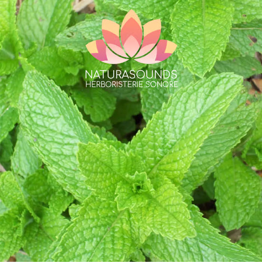 🎧 Chant Médicinale de la Mentha × piperita - Menthe Poivrée - 429,62 Hz H20 / 30 minutes