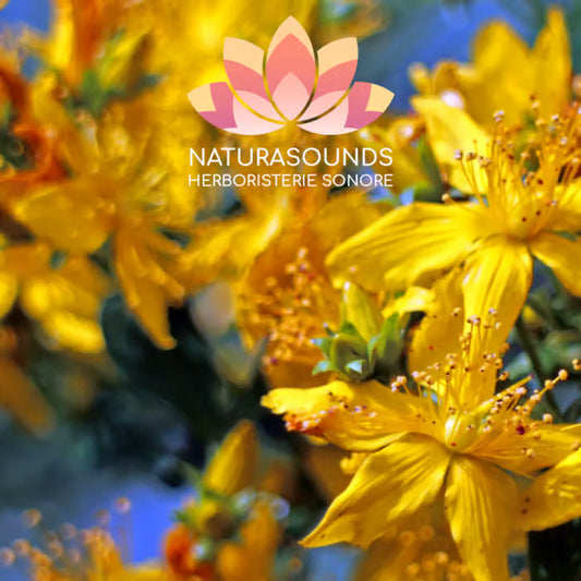 🎧 Canto Medicinal de la Hypericum Perforatum - Hierba de San Juan - 429,62 Hz H20